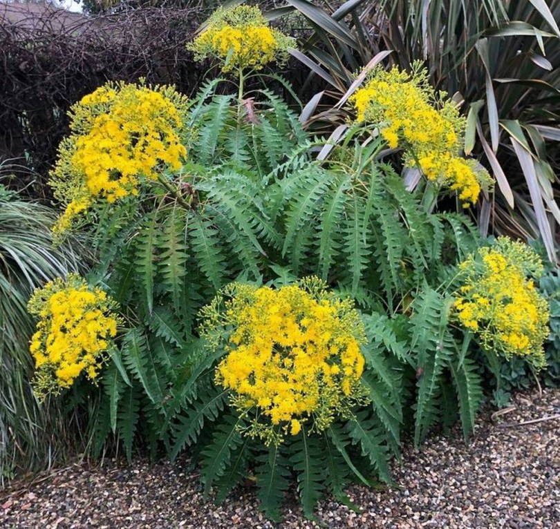 Riesengänsedistel von den Canaren, Sonchus canariensis, etnobotanika